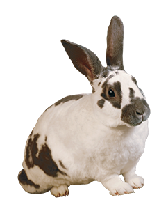 Spotted Rabbit